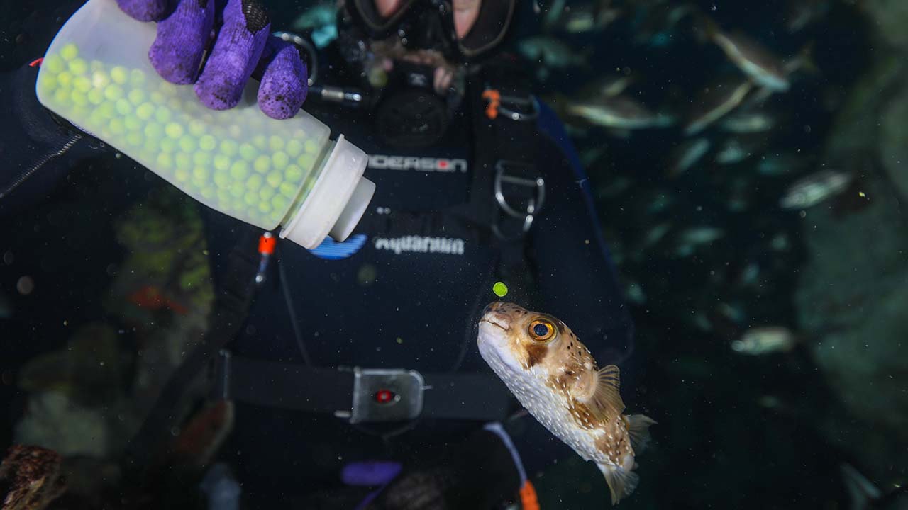 A balloon fish looking inquisitively at a squeeze bottle full of peas, held by a diver