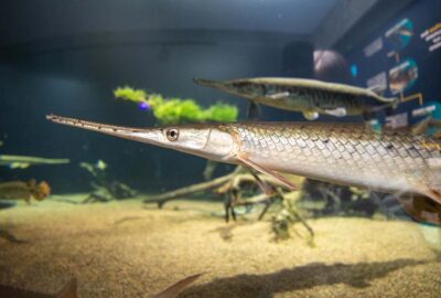 A gar swimming in the new exhibit