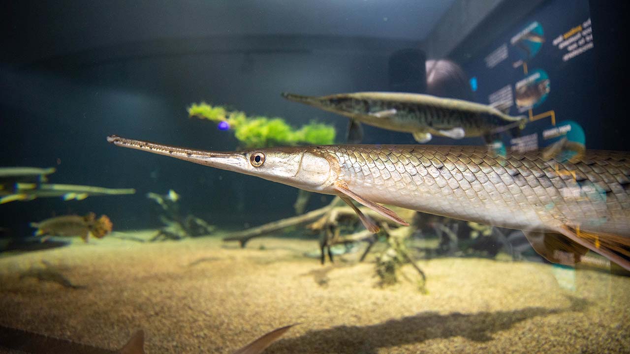 A gar swimming in the new exhibit