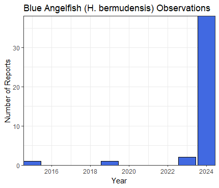 Bar chart showing Blue Angelfish observations by year, with a sharp increase in 2024. Transcribed Text: Blue Angelfish (H. bermudensis) Observations Number of Reports Year