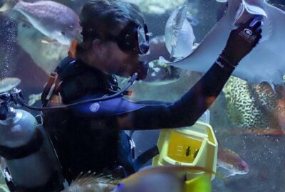 A Feast on the Reef: Feeding the Giant Ocean Tank Animals