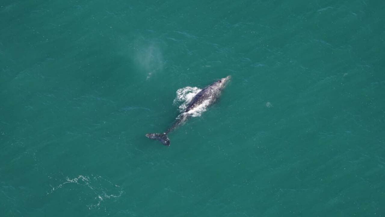 A gray whale seen south of Nantucket on March 1, 2024