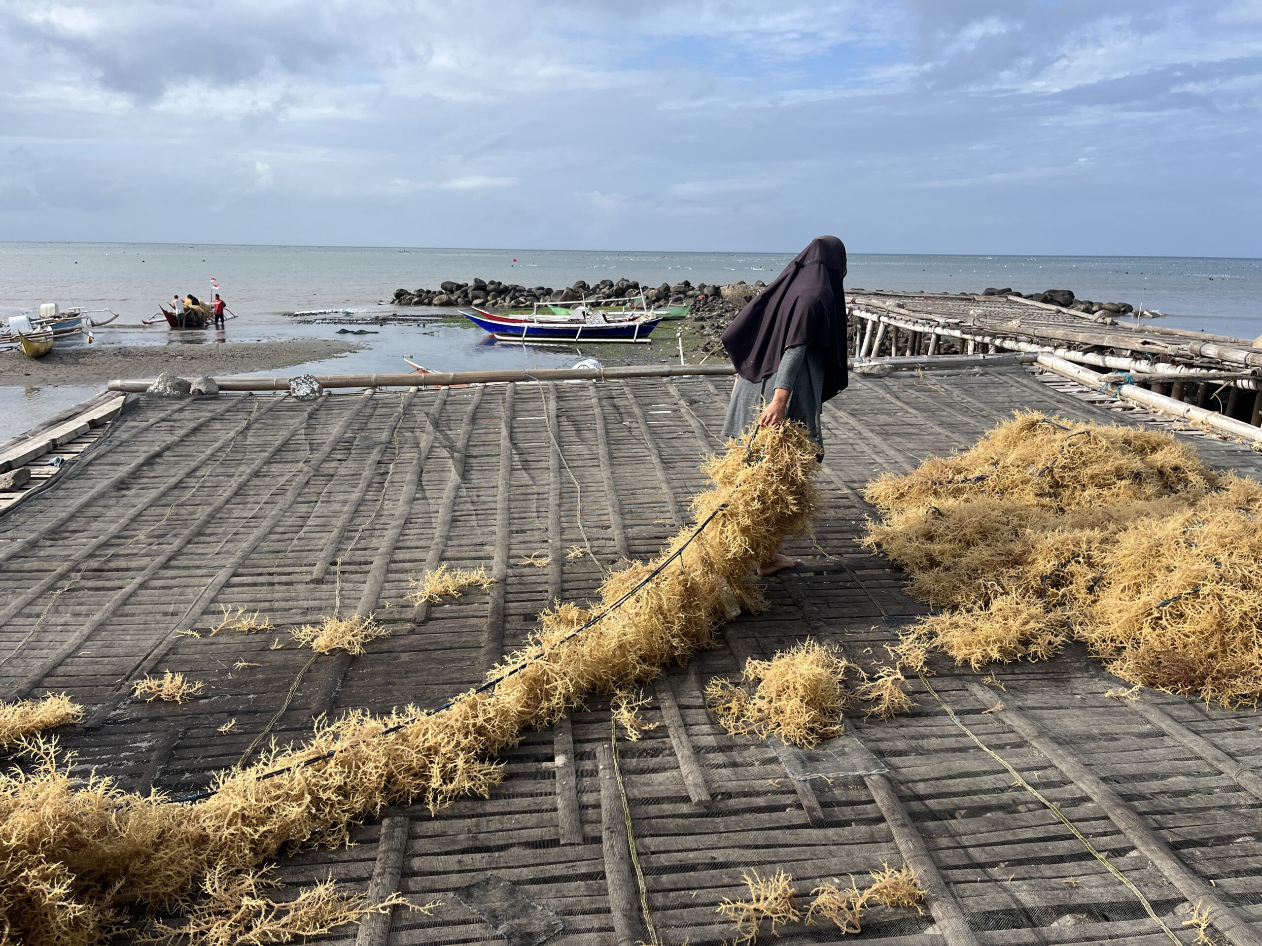 Harvesting seaweed from lines