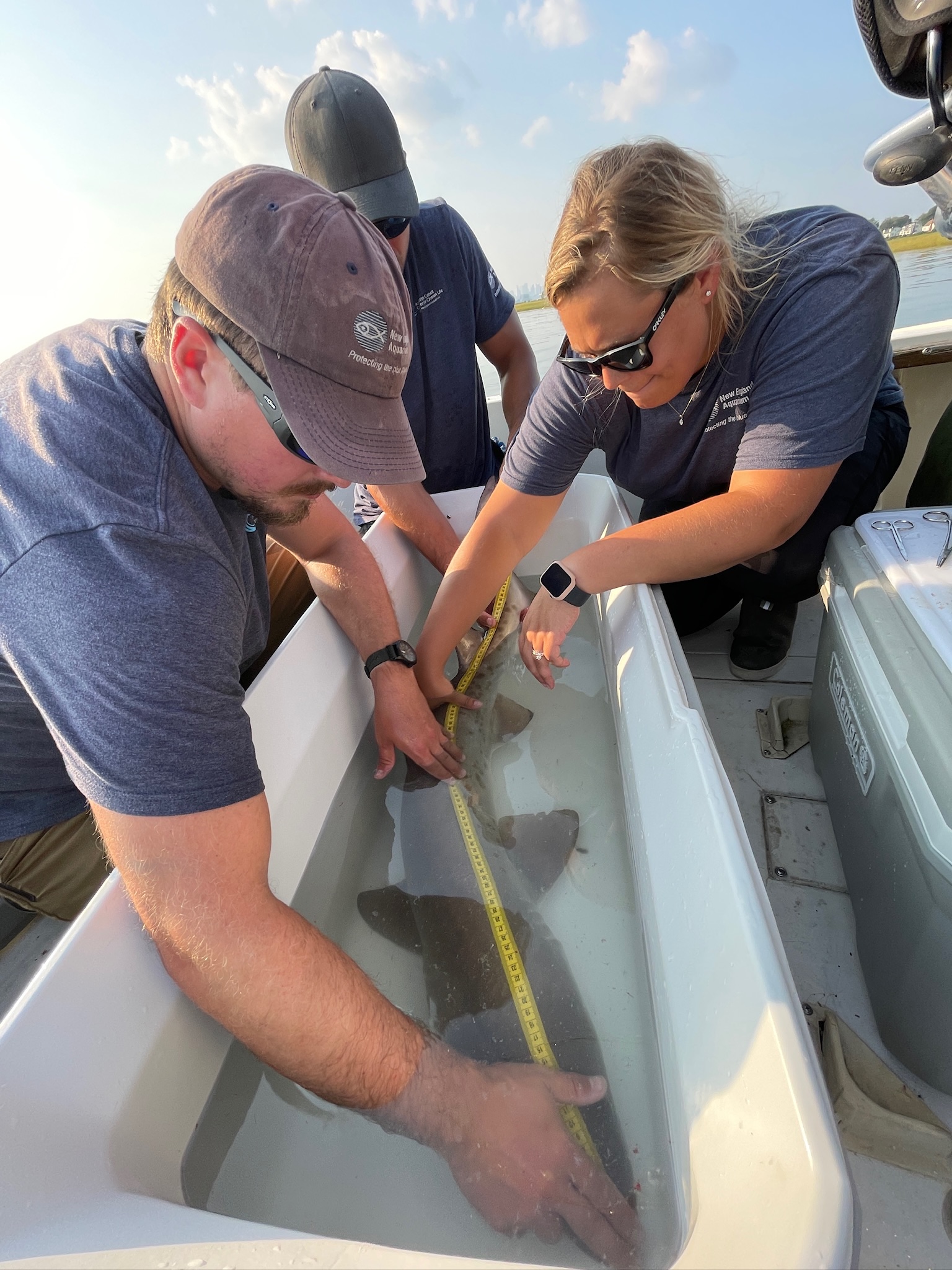 People measuring a small sand tiger shark with a measuring tape. The shark is in a tub on the deck of the boat.