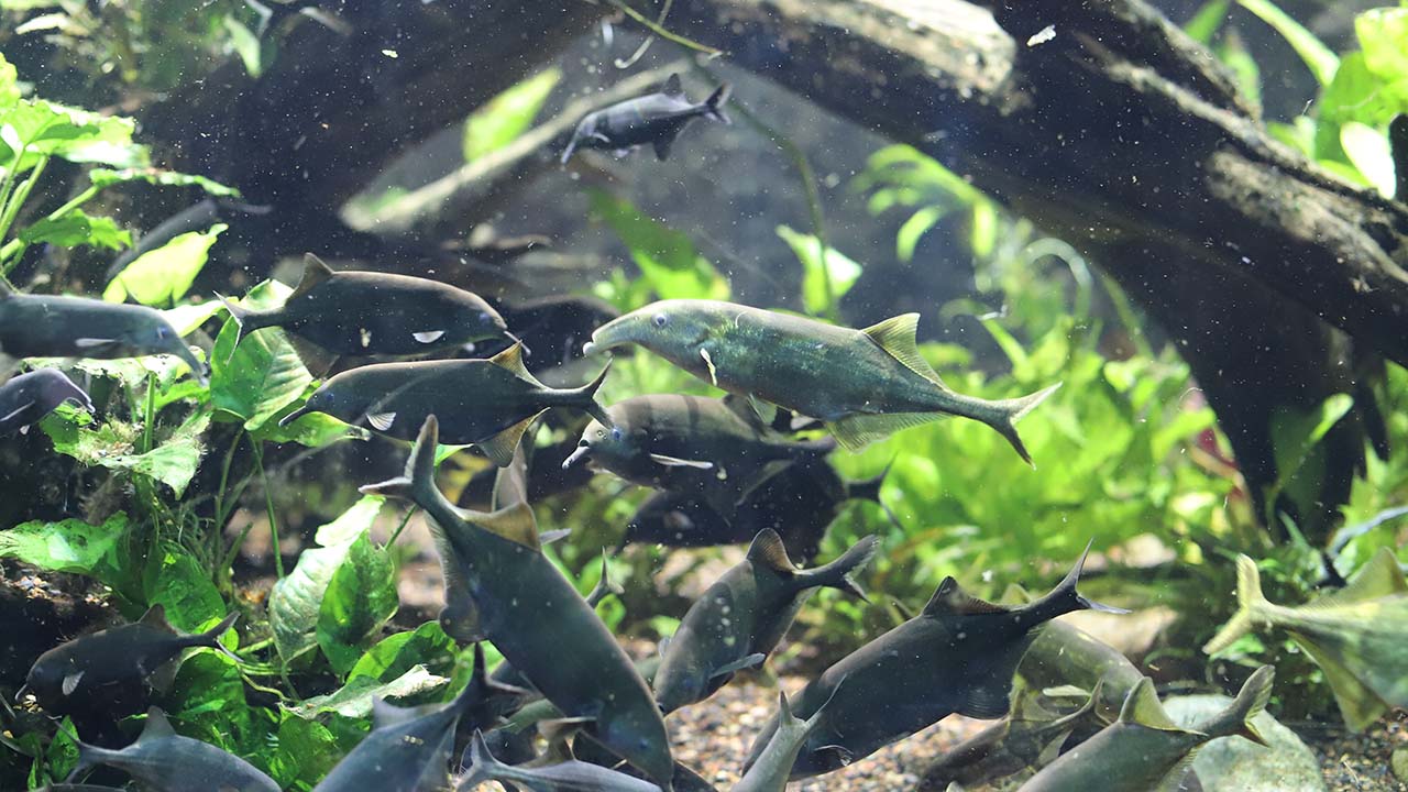 A group of elephantnose fish