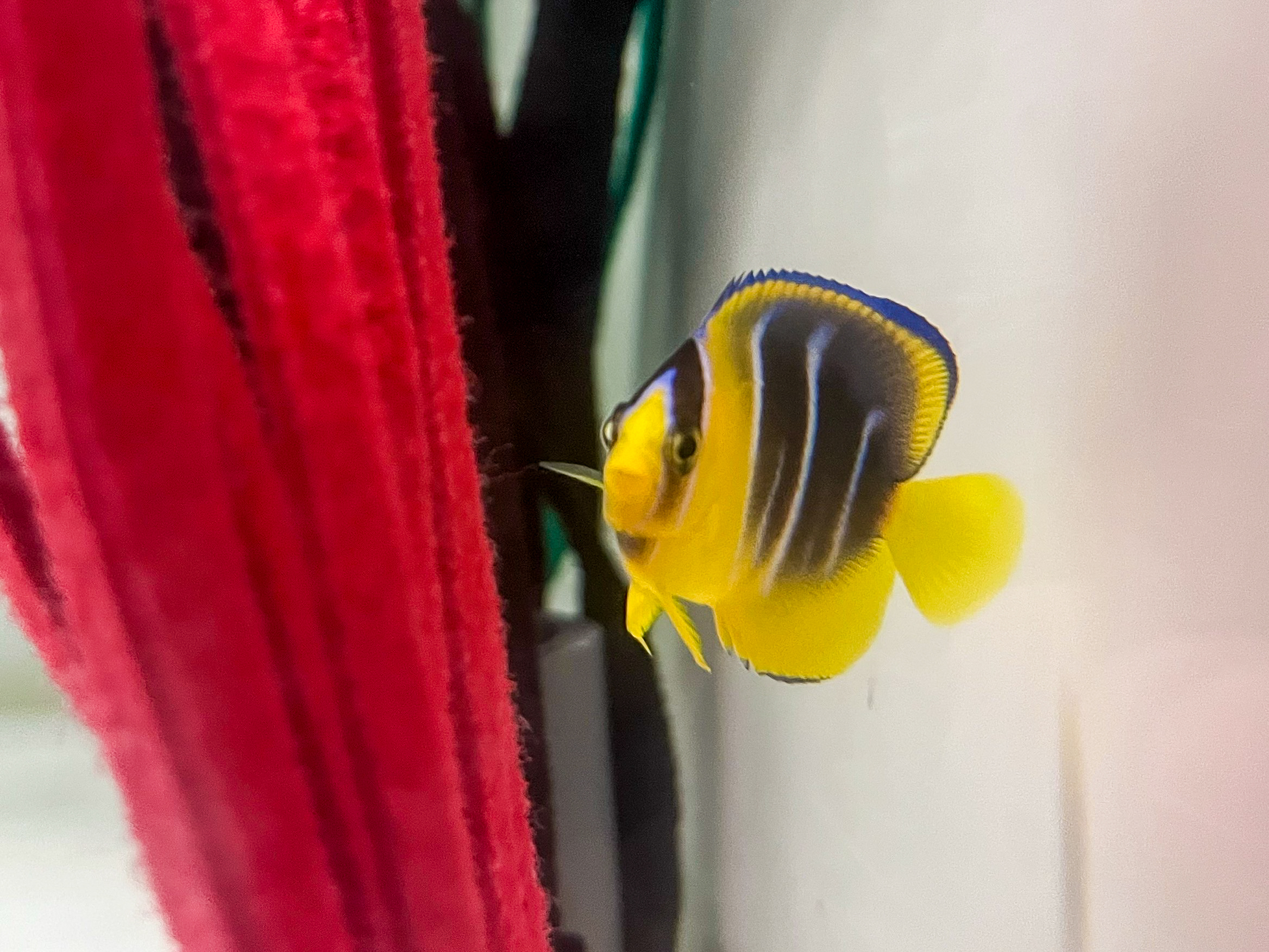 Brightly colored yellow fish with black and white stripes, next to a red object.