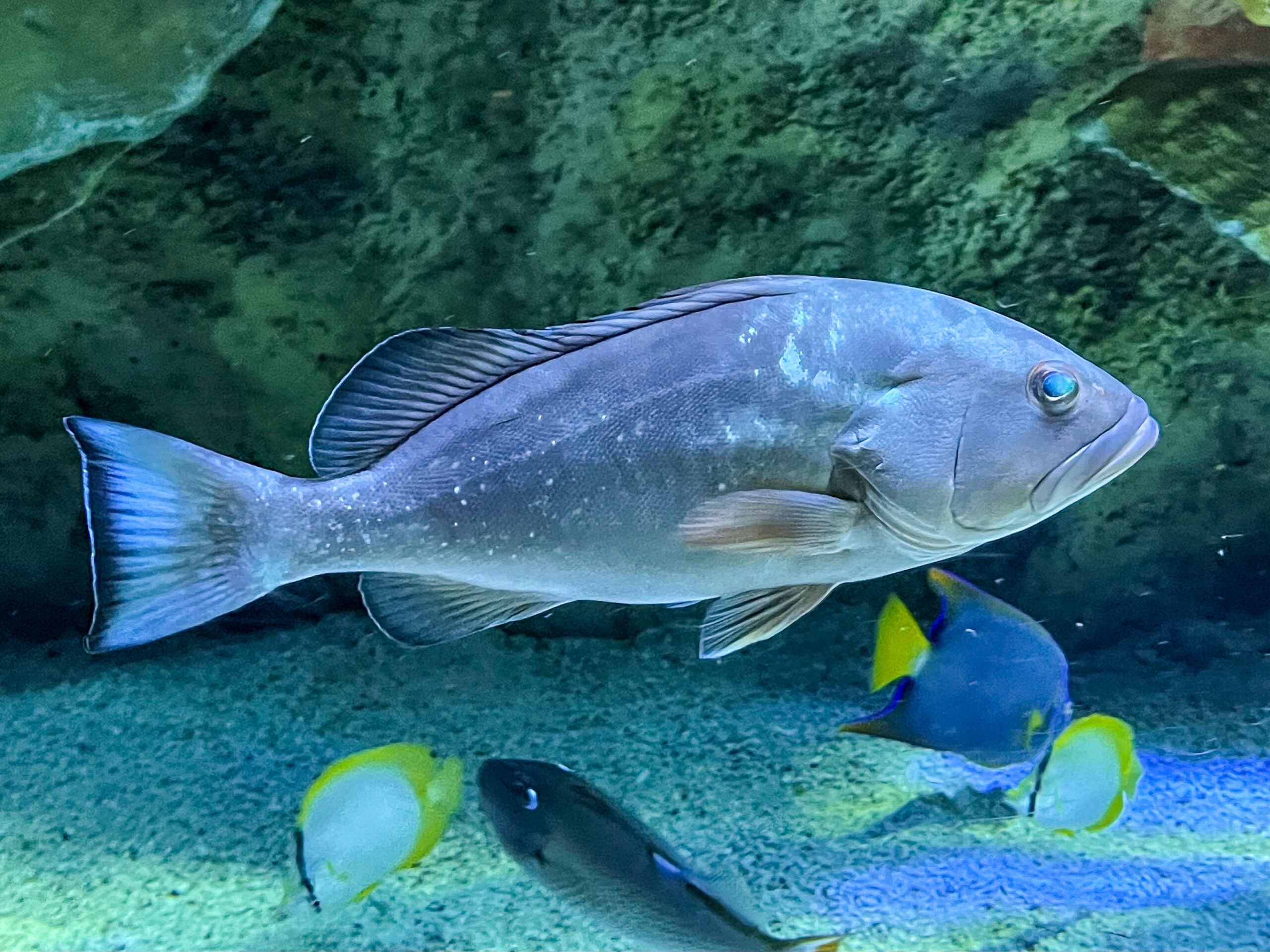 A greyish fish with small white spots in front of a coral reef