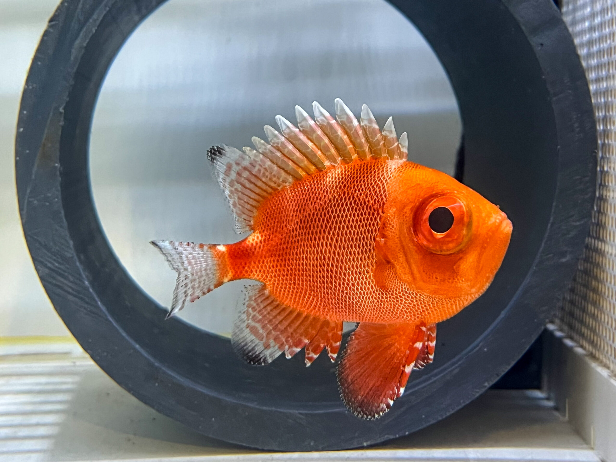 An orange fish with a large eye and distinctive fins inside a black circular frame.