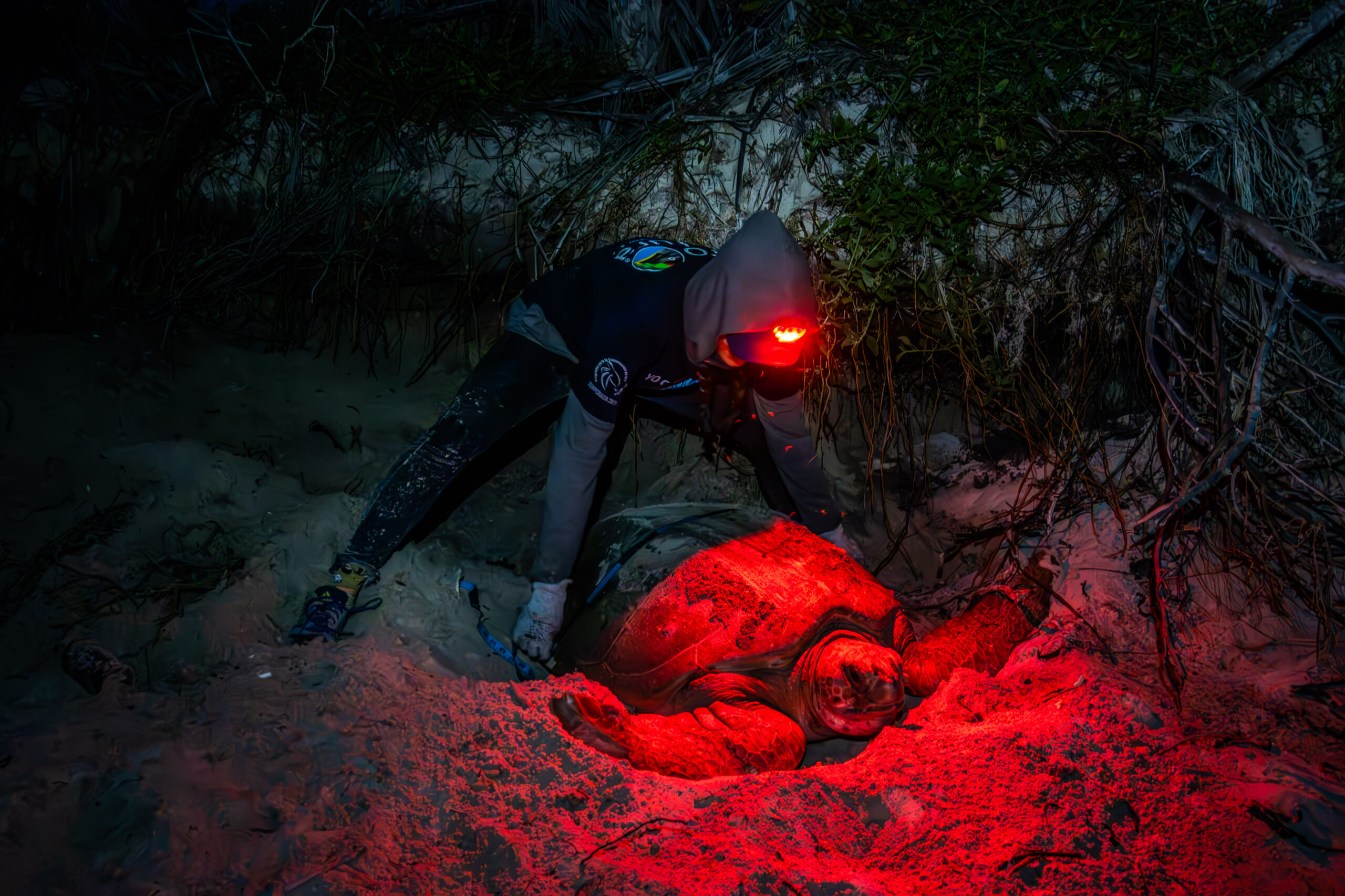 A member of the Pronatura Península de Yucatán A.C. taking measurements of a sea turtle