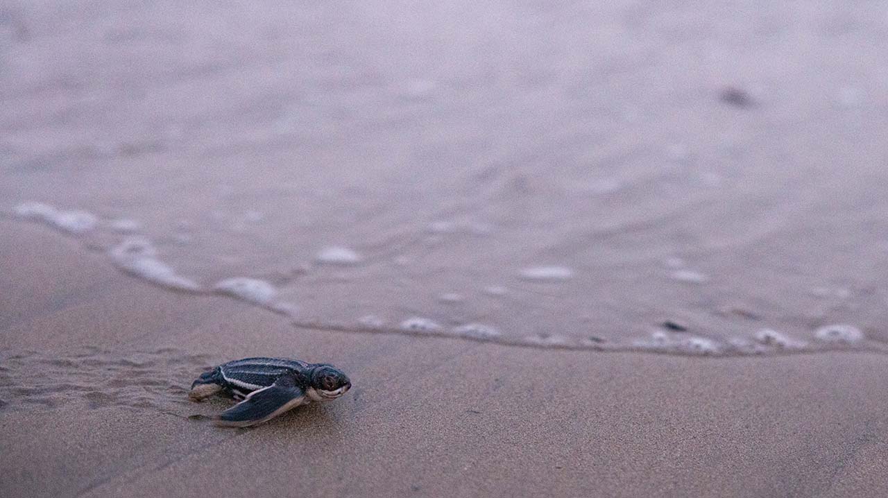 A leatherback turtle hatchling in Puerto Rico