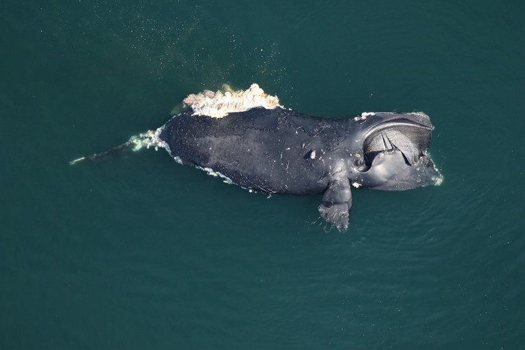 NOAA determined that right whale mother Catalog #1950, who was found dead off the Virginia coast in March 2024, died from a vessel strike.