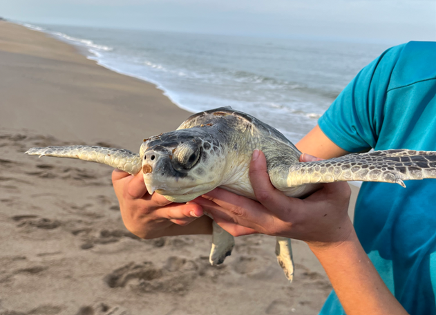 A rehabilitated Kemp’s ridley sea turtle