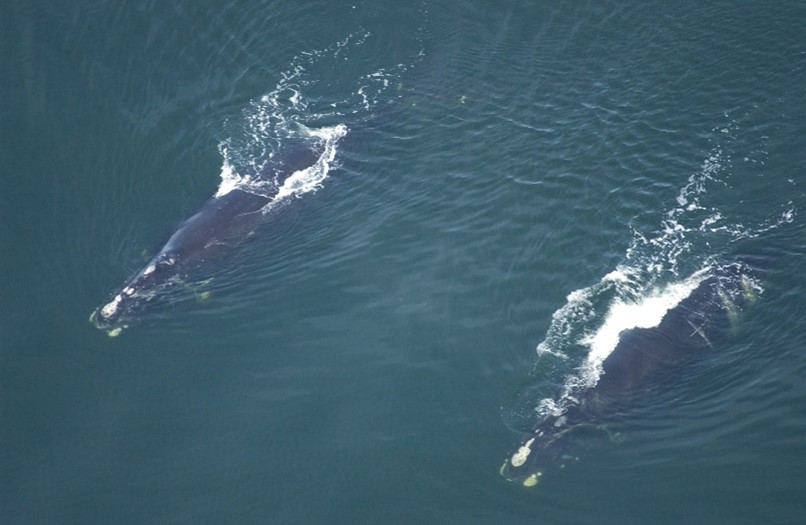 North Atlantic right whale "Lucky" pictured lower right, seen on Jan. 1, 2005, off Florida with large cuts on the left side of her body. 