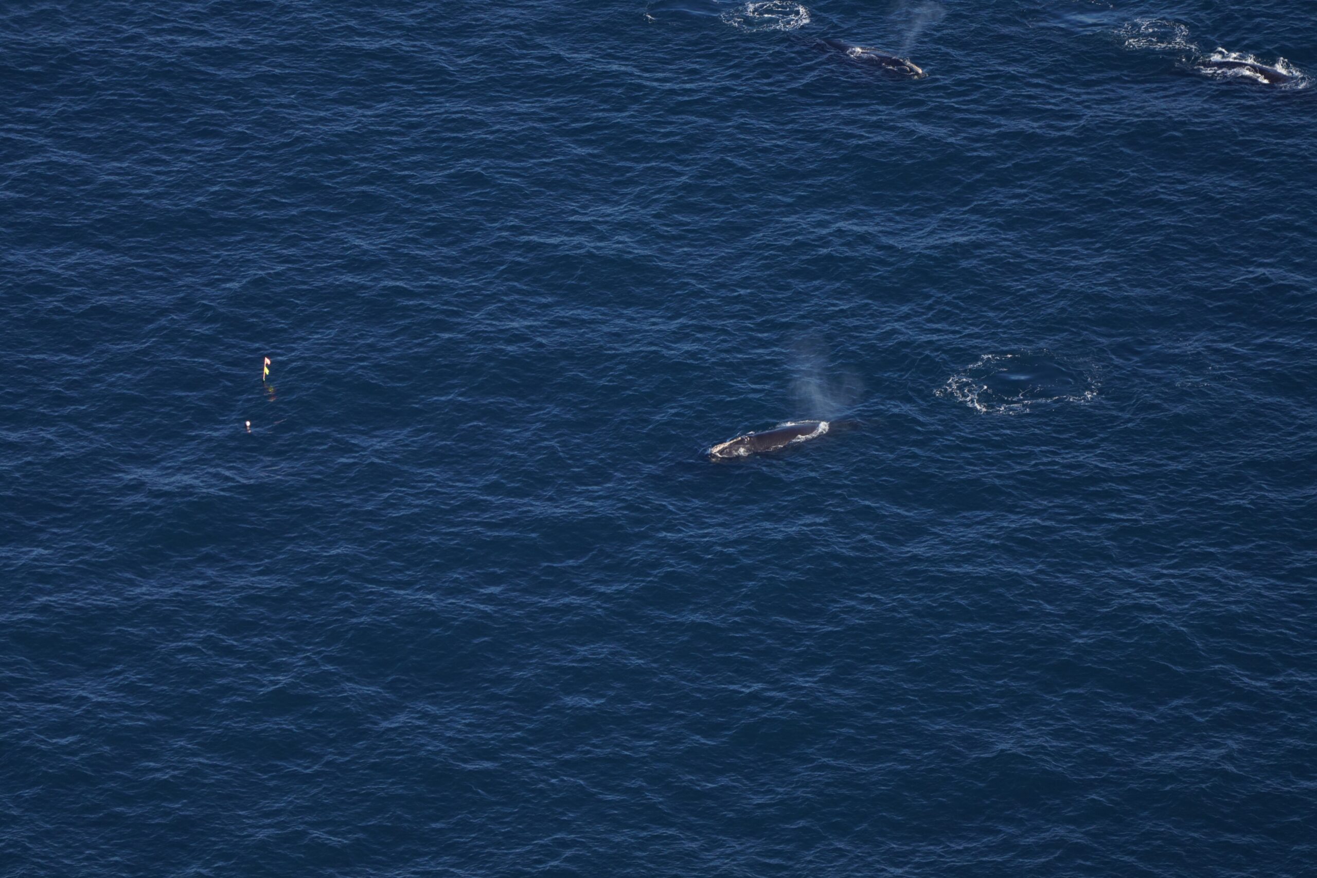 Right whales seen near fishing gear.