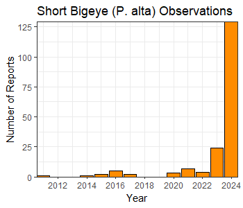 Bar graph showing Short Bigeye observations from 2012 to 2024, with a significant increase in 2024. Transcribed Text: Short Bigeye (P. alta) Observations Year Number of Reports