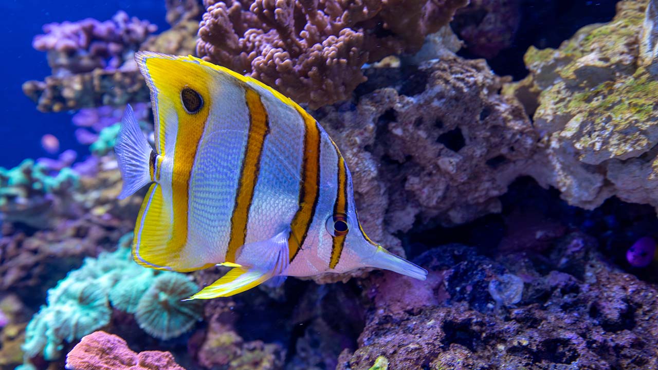 A butterfly fish in the Healthy Corals, Healthy Reefs exhibit