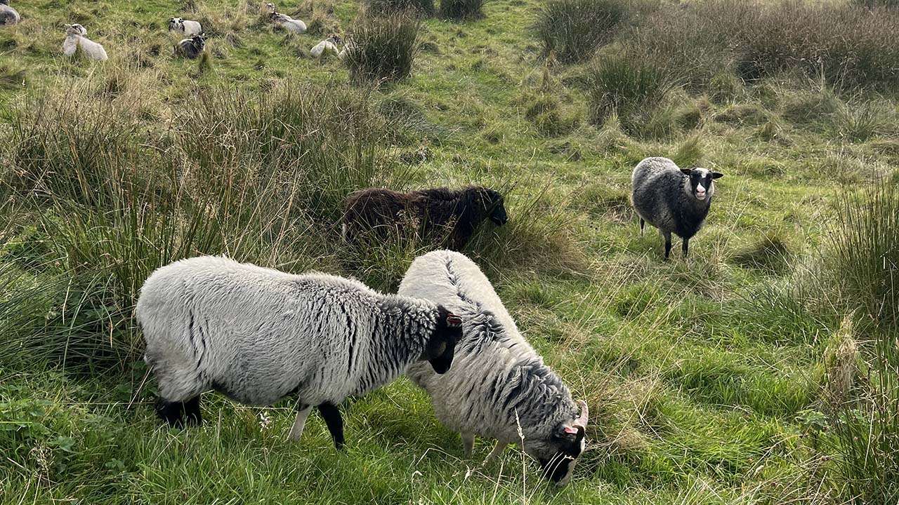 Another sheep-filled stop for the BalanceBlue Lab team