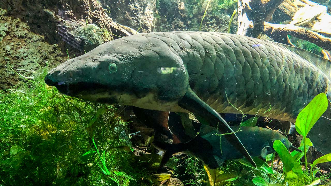 An Australian lungfish