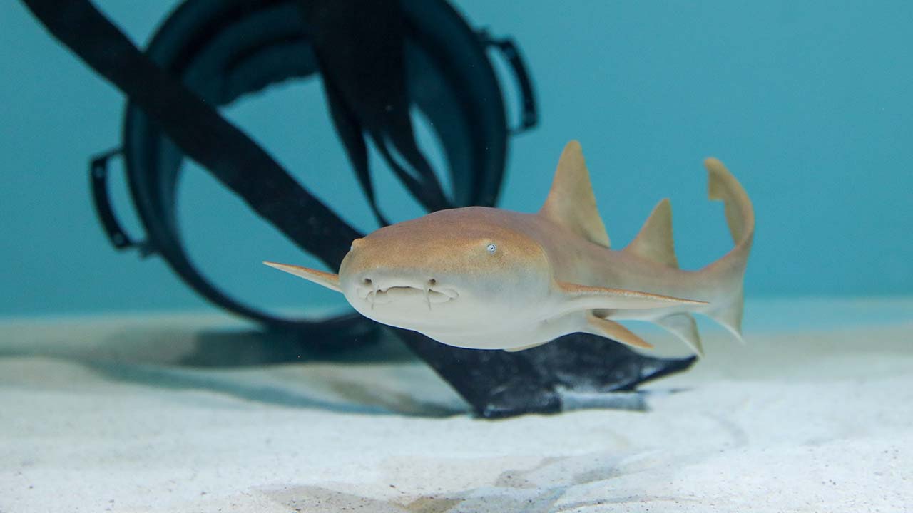 A nurse shark swimming past imitation seaweed