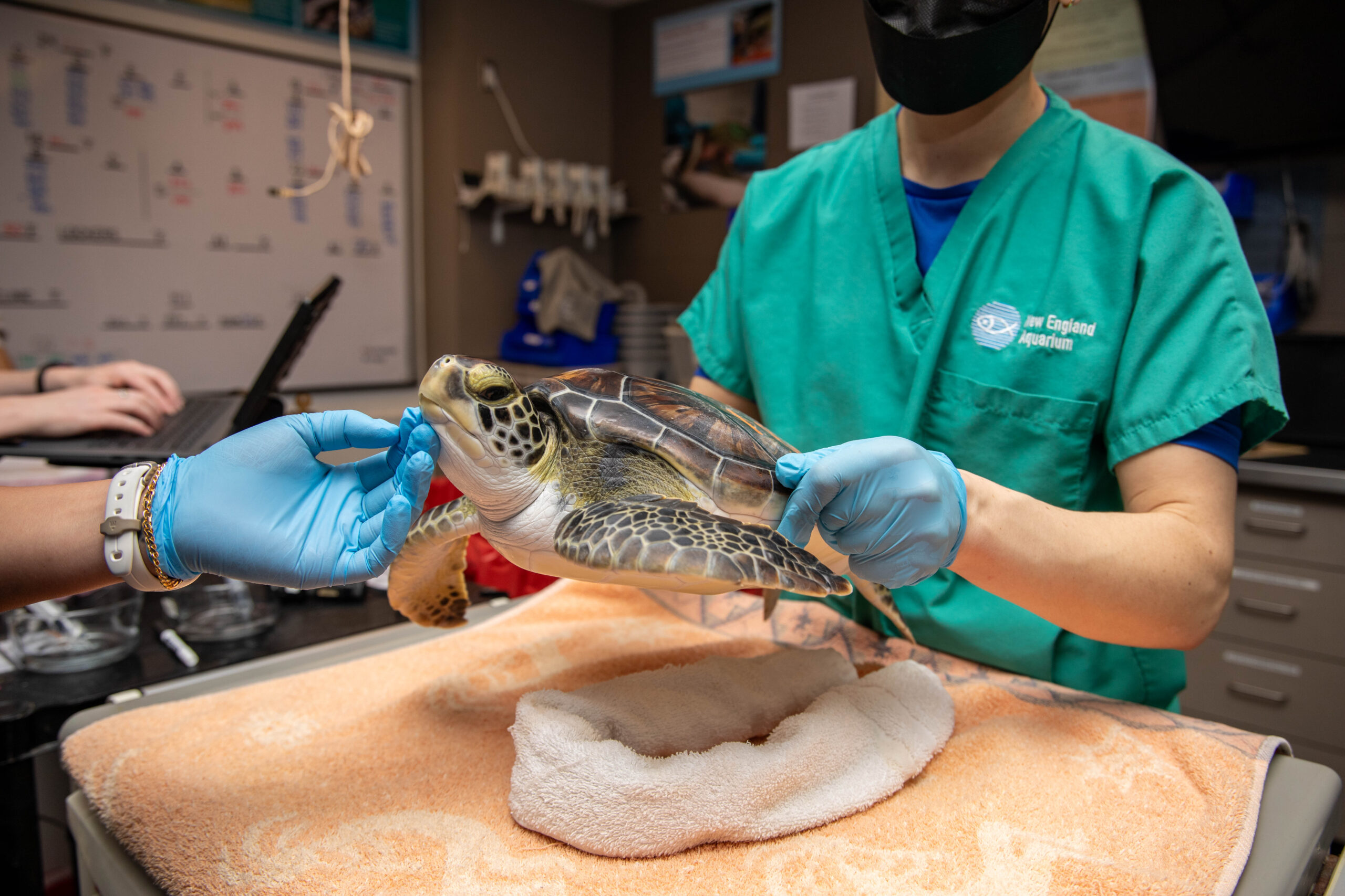 Green sea turtle during a health exam.