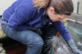 Career Spotlight: Patty Leonard’s 20 Years Training Marine Animals