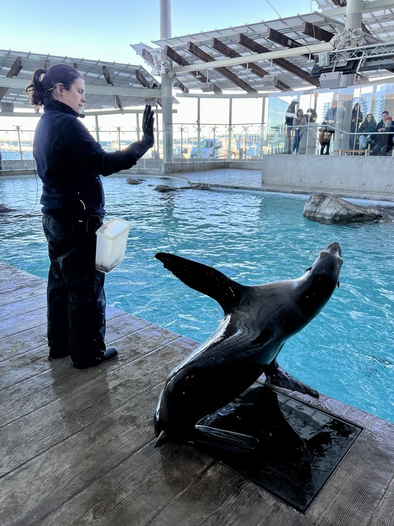 Patty "waving" with a California sea lion, who has its flipper raised