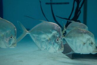 A school of silver lookdown fish