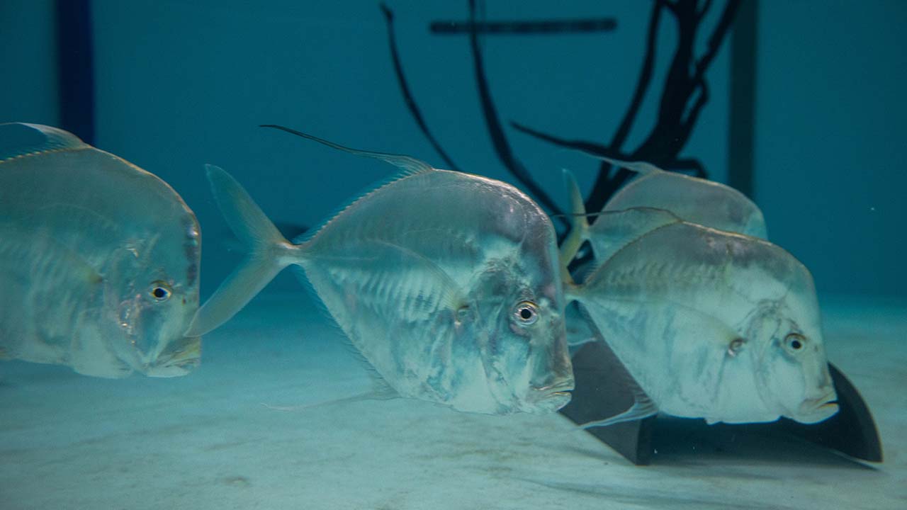 A school of silver lookdown fish