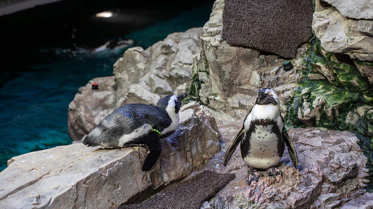 Two African penguins on a rock