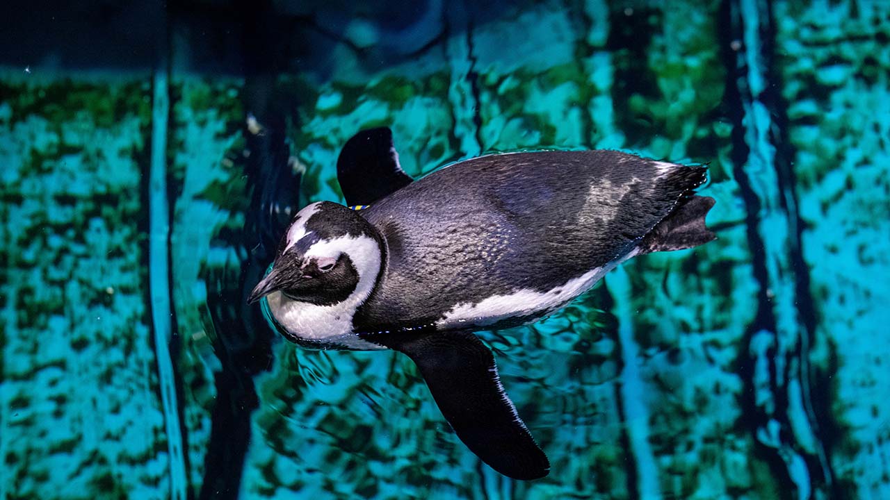 A penguin swimming