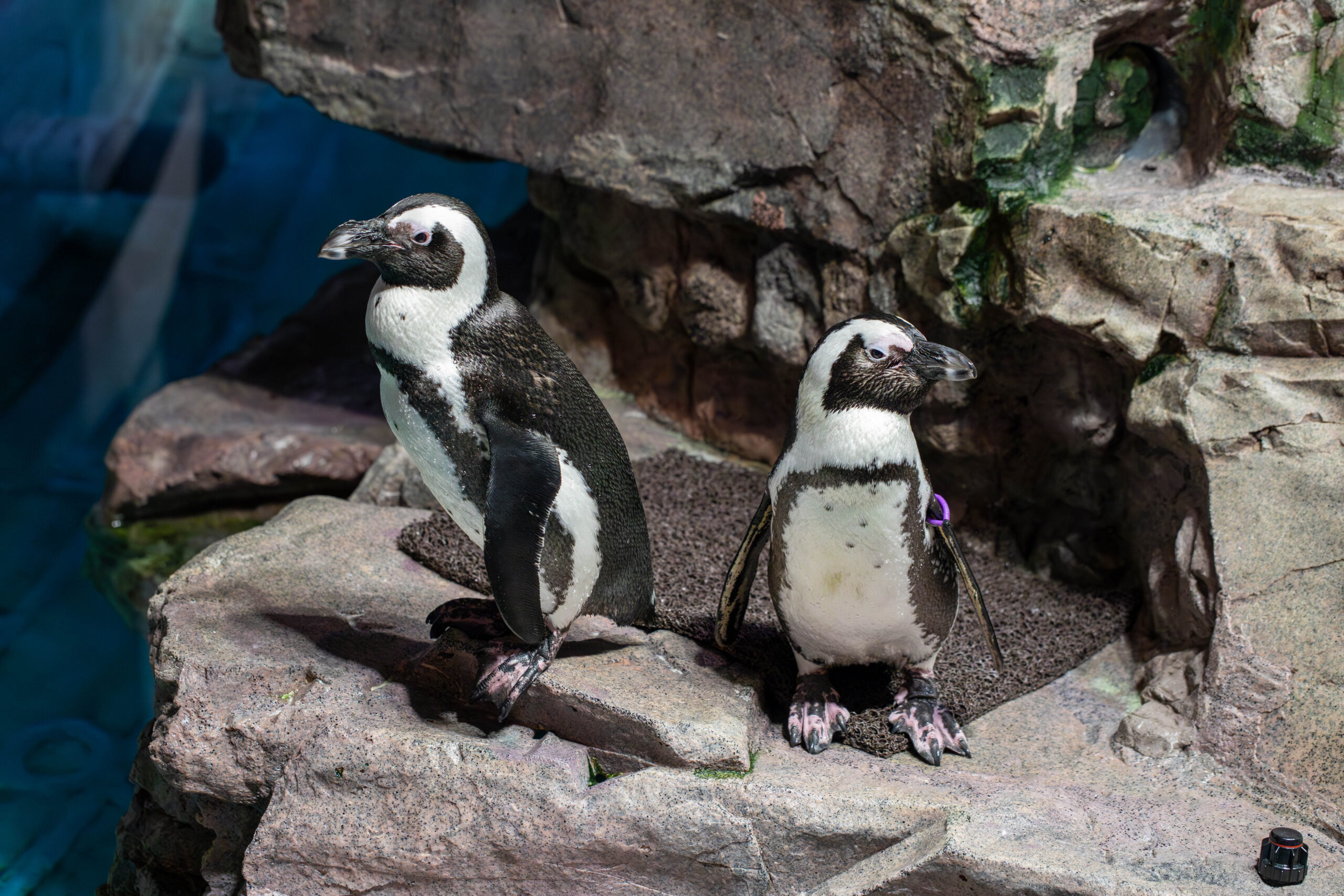 Two African penguins on a rock