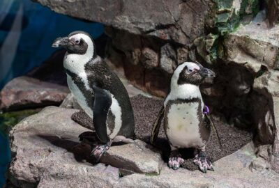 Two African penguins standing on a rock