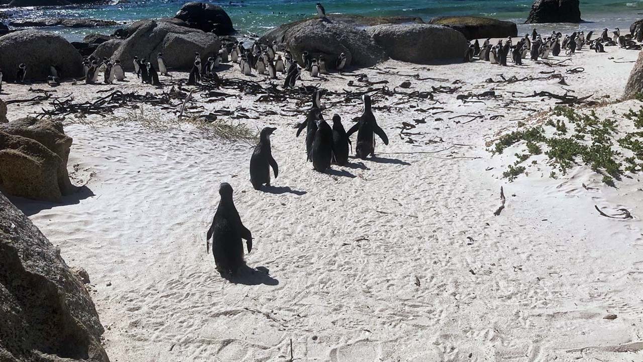 A group of African penguins on a beach