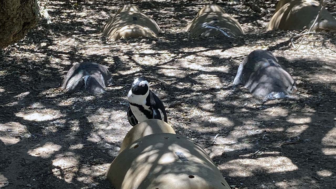 African penguins on Boulders Beach next to African penguin SAFE program artificial nest boxes