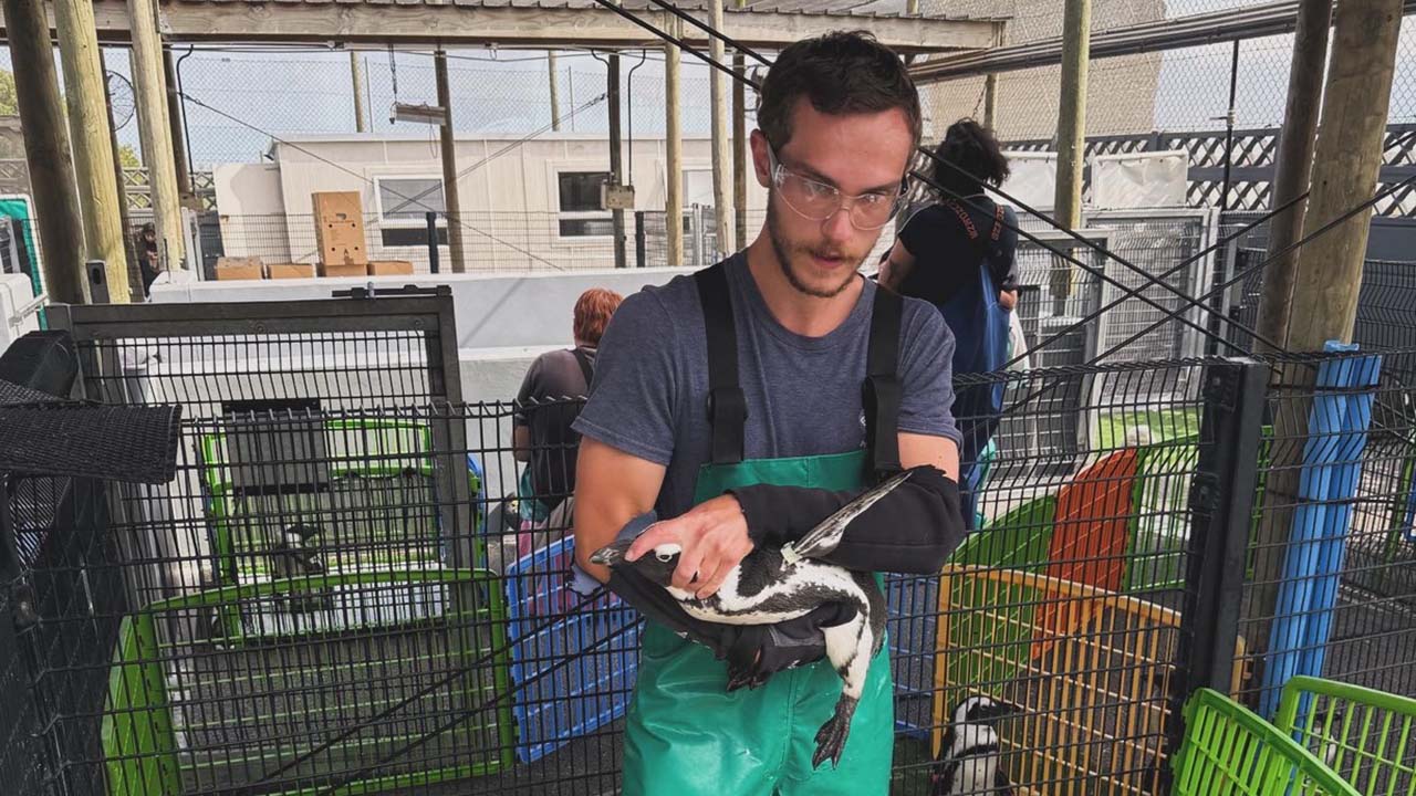 Nick at SANCCOB holding a penguin