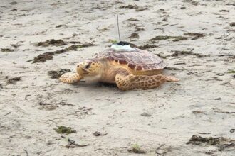 A loggerhead sea turtle on the beach with a visible satellite tag on its shell