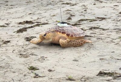 A loggerhead sea turtle on the beach with a visible satellite tag on its shell