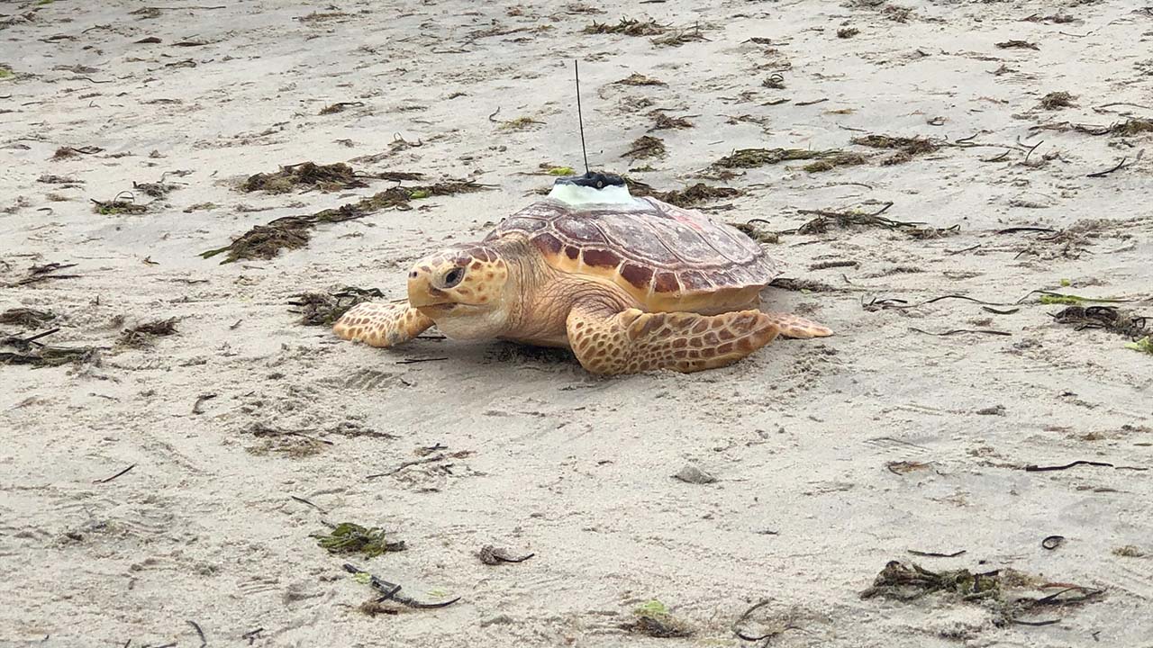 A loggerhead sea turtle on the beach with a visible satellite tag on its shell