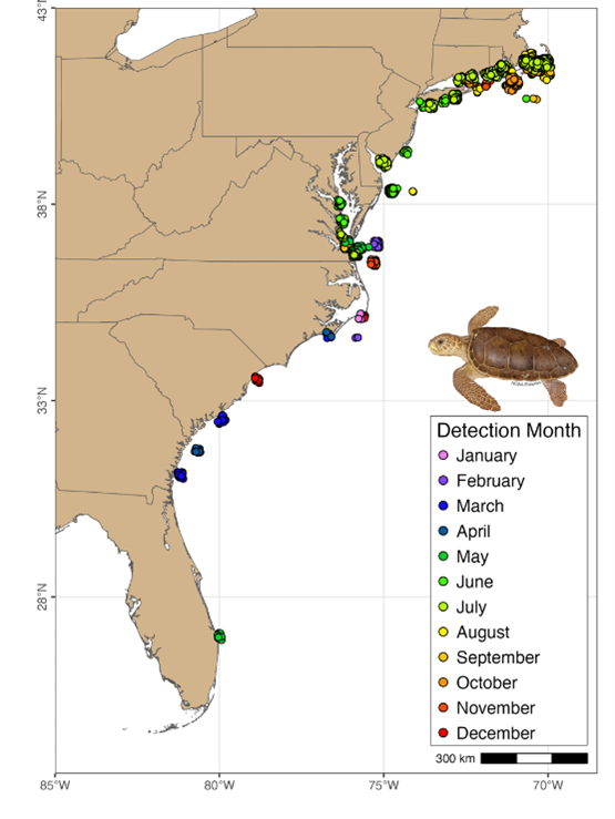 A map of monthly loggerhead sea turtle detections.